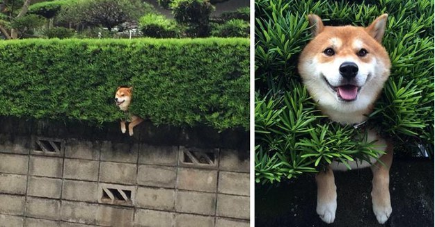 Adorably's tweet photo. This Shiba Inu got stuck in a bush but isn’t complaining http://t.co/AAoeVWgONS http://t.co/YpSg7Yxdpz