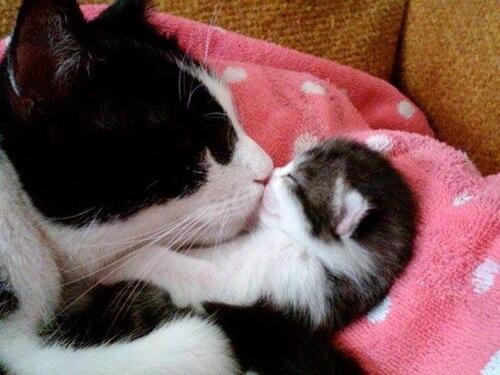 AwwAnimaIs's tweet photo. Kisses! https://t.co/cki8CDqBlR