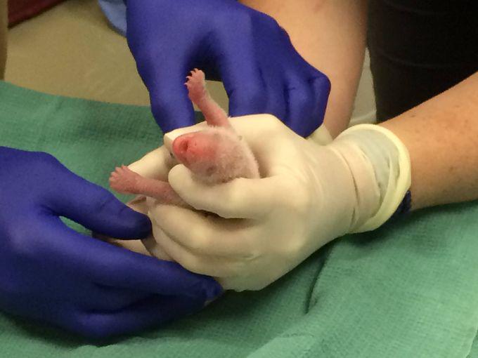 It's crazy that this naked mole rat turns into a panda on.wusa9.com/1KHZU4i <a href="/wusa9/">WUSA9</a> #PandaStory