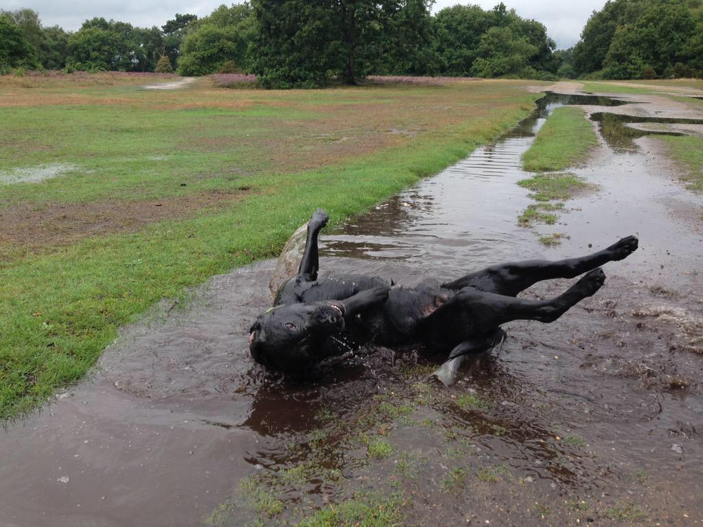 alfiewoofwoof's tweet photo. @Dougal_the_Lab @ChicoReloaded oh yes this is what we need on a Monday #MudFather An excellent one Dougal 6⃣6⃣6⃣6⃣6⃣ http://t.co/gTFvmFuVJV