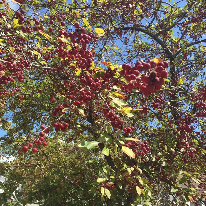 Thisismovegas's tweet image. Is it harvest time in @MorristownVT ???