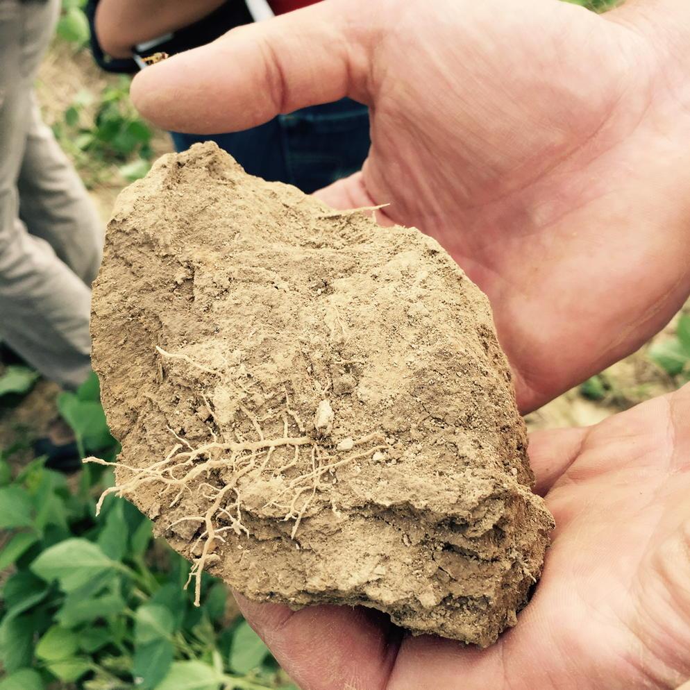 Lanc_ext_Jeff's tweet image. Two dimensional root growth in #compacted #soil at soil quality workshop, Penn State rock springs farm.