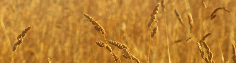 Why we need to start accepting gluten sensitivity; wp.me/p3JEaE-n6 #glutenfree… sweetlesswheatless.com/2015/08/why-we…