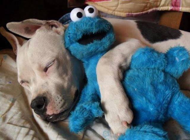 I Love Pitbulls tweet media