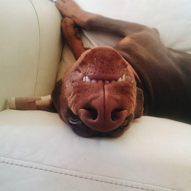 Dobermantw's tweet photo. Chilling day, Isn't it? / #ig photo via @znanazz #doberman #pinscher #dobermanpinscher #dobermann   #doglovers http://t.co/TXO7ouZMZq