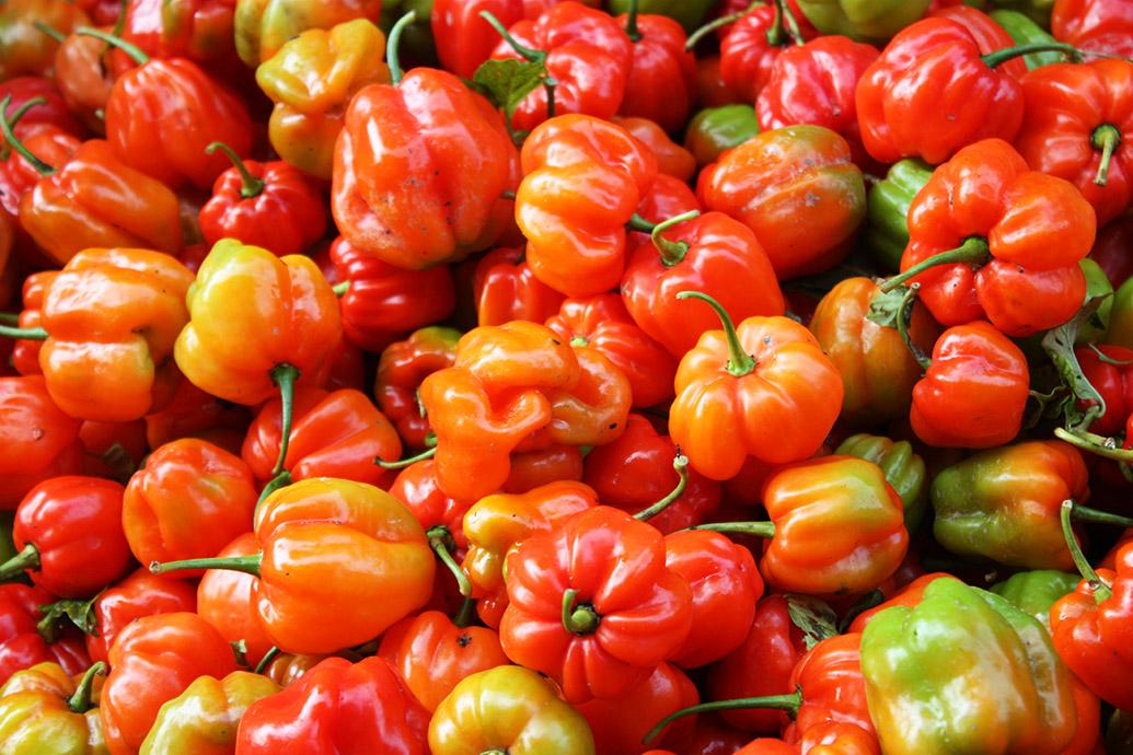 KokobayHotel's tweet photo. "El ají Margariteño" Se cultiva en varias zonas de la isla como en el Valle de Pedro González, y Guacuco. http://t.co/6HIgaM9Sfl
