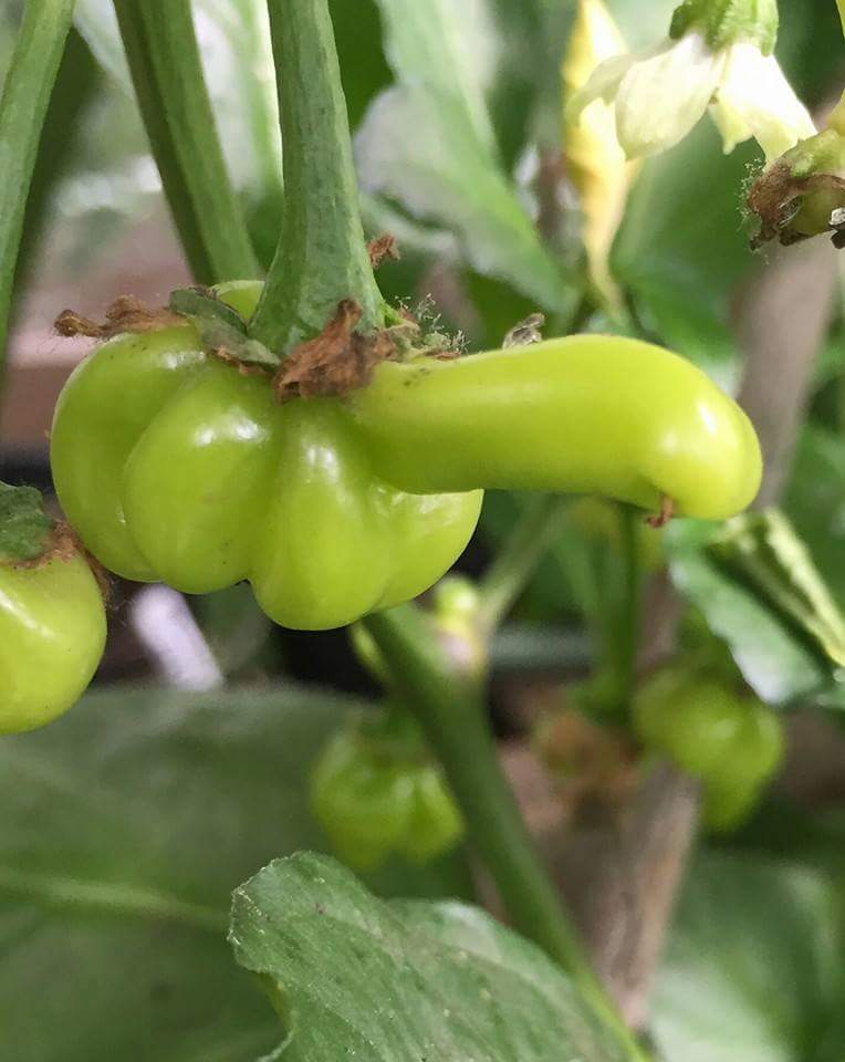 habanerosteves's tweet image. @fxbgHOT @ChilliFiends @TheChilliGeeks @ChilliJunkies Discovered a little mutant Chilli 2day. Think he needs a name!