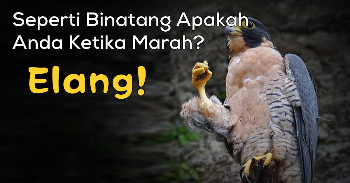 Unduh 850 Gambar Elang Marah  