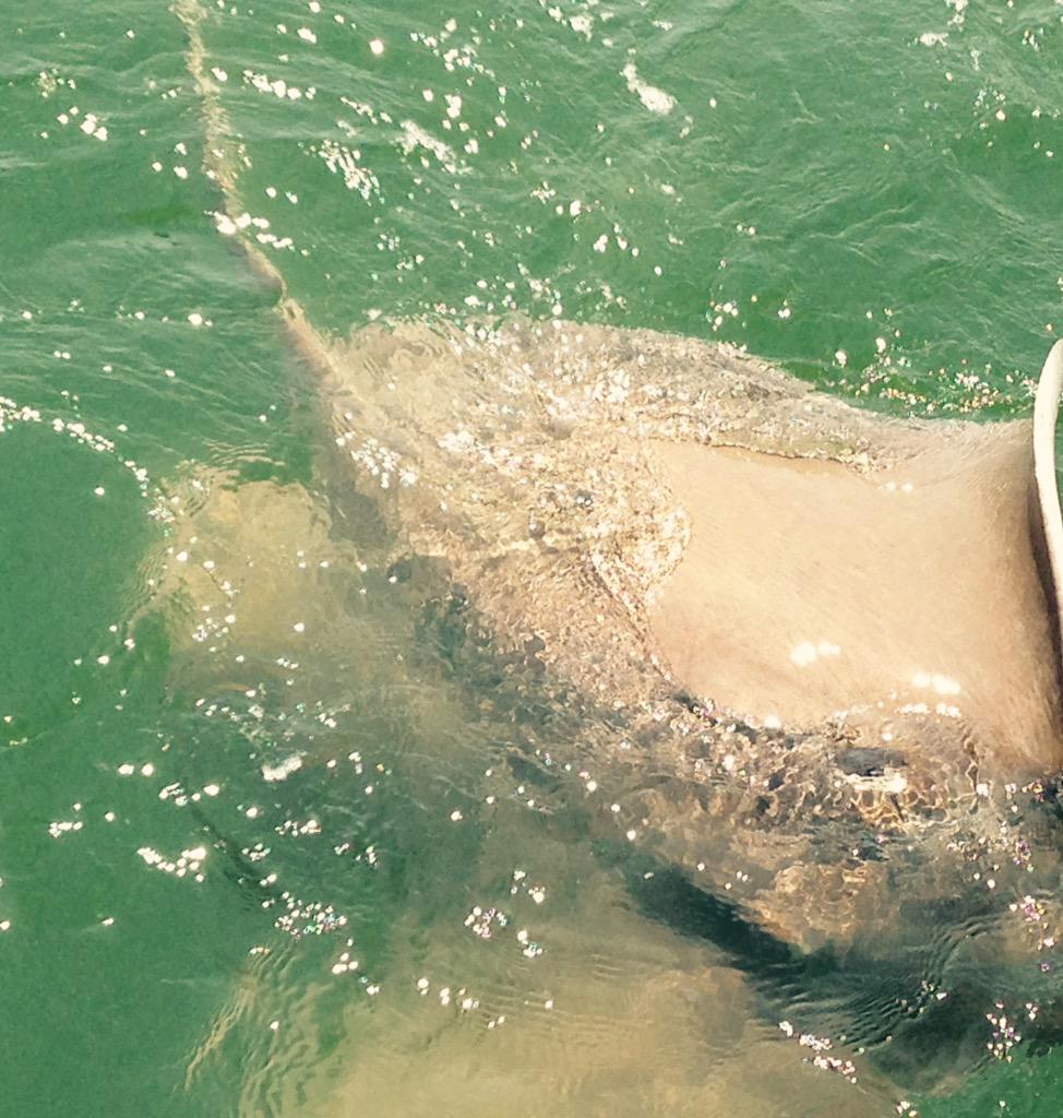 TexasSharks_JD's tweet photo. A beautiful southern stingray, Dasyatis americana, near the boat today doing Gulf sampling. #elasmoscience #raymonday http://t.co/RxmJoQQJXi