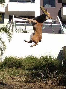 ShanePJLuke's tweet photo. Jet the frisbee dog http://t.co/oIsVBZnQaE