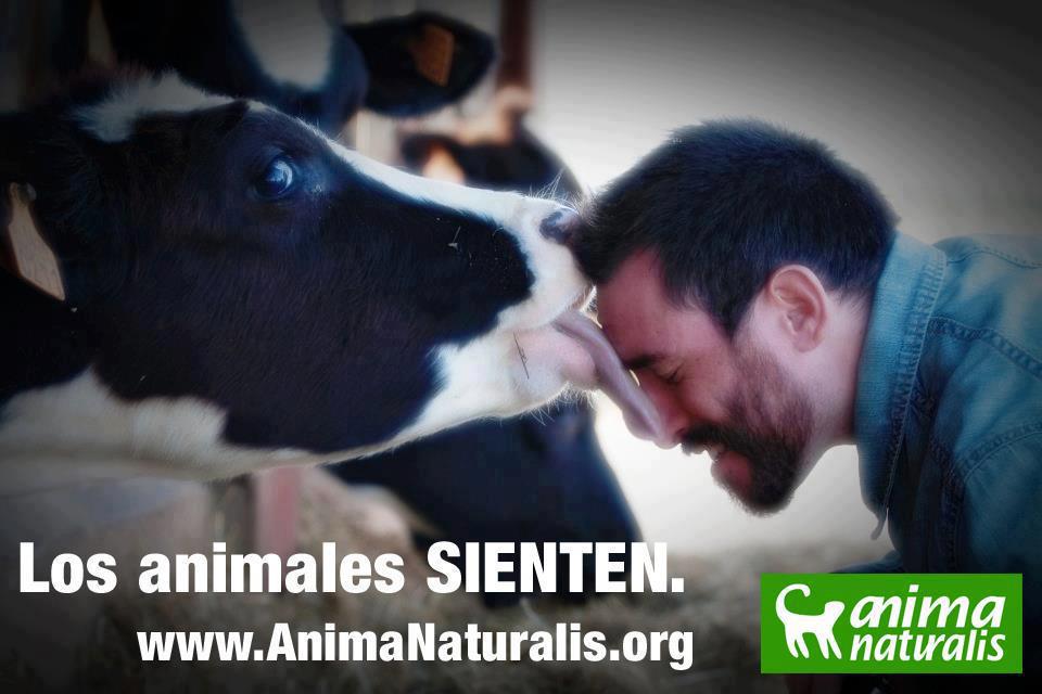 AnimaNaturalis's tweet image. Los animales #Sienten. RT si piensas lo mismo