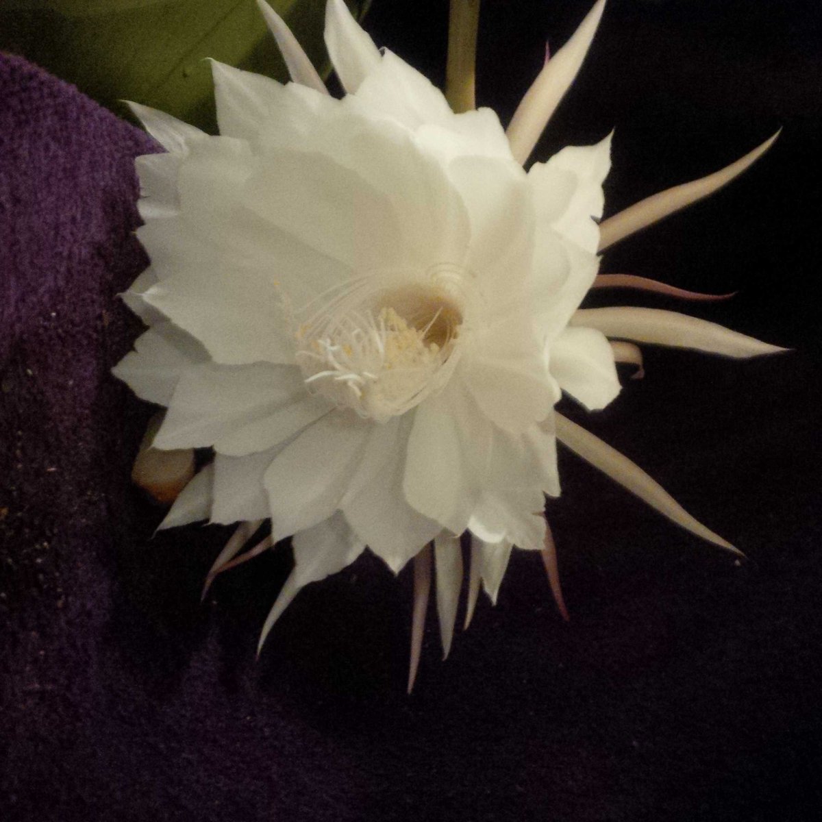 Night blooming cereus. Catch it quick! It will be gone tomorrow.
