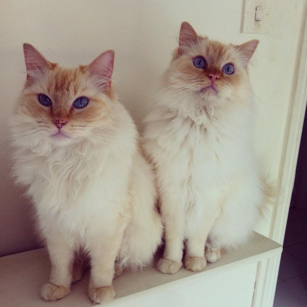 Dega_Matese's tweet photo. We love posing for the camera Daddy! 😸😸 @catsofinstagram #cats #CatsOfTwitter #catlover http://t.co/QXM4mAlta2