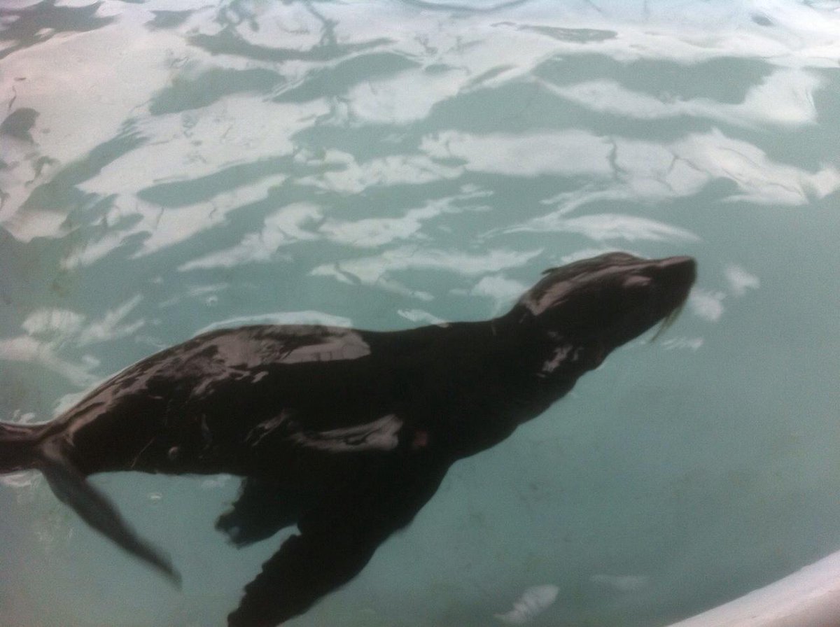 MAEManabi's tweet photo. En Machalilla desde hace 36años trabajamos en la conservación de nuestra fauna marina #ParqueNacionales @LorenaTapiaN http://t.co/dLTUIAGmcE