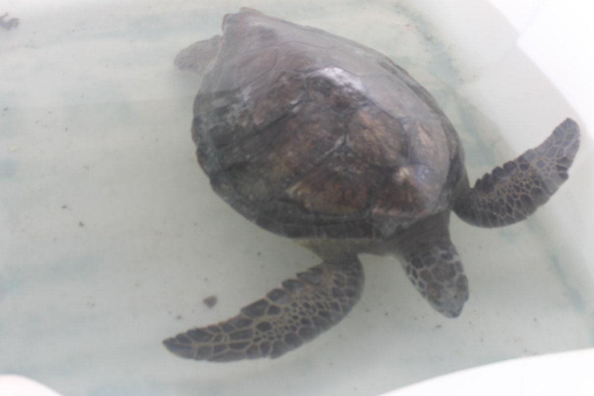 MAEManabi's tweet photo. En Machalilla desde hace 36años trabajamos en la conservación de nuestra fauna marina #ParqueNacionales @LorenaTapiaN http://t.co/dLTUIAGmcE