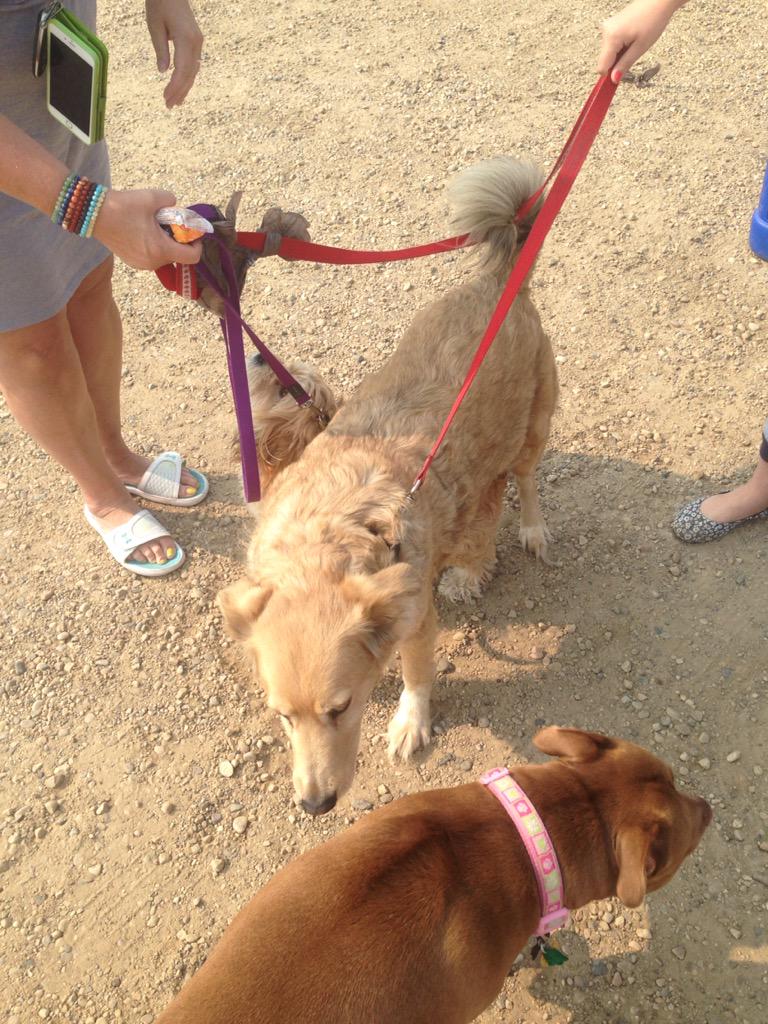 IceKleebs's tweet photo. Look, I made friends! Can I  keep them?! Please!!!🐶🐶 @NOWtrucksicle http://t.co/Q166ohGrzt
