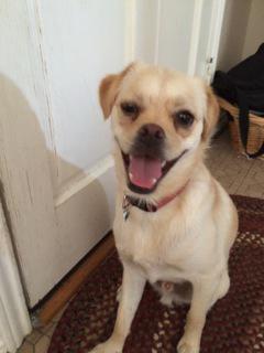 DFWFGF's tweet image. Jester is a sweet boy looking for a loving furever home #adoptdontshop #IAMUP adoptapet.com/pet/12701503-d…