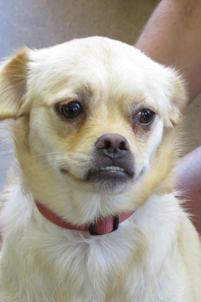 DFWFGF's tweet image. Jester is a sweet boy looking for a loving furever home #adoptdontshop #IAMUP adoptapet.com/pet/12701503-d…