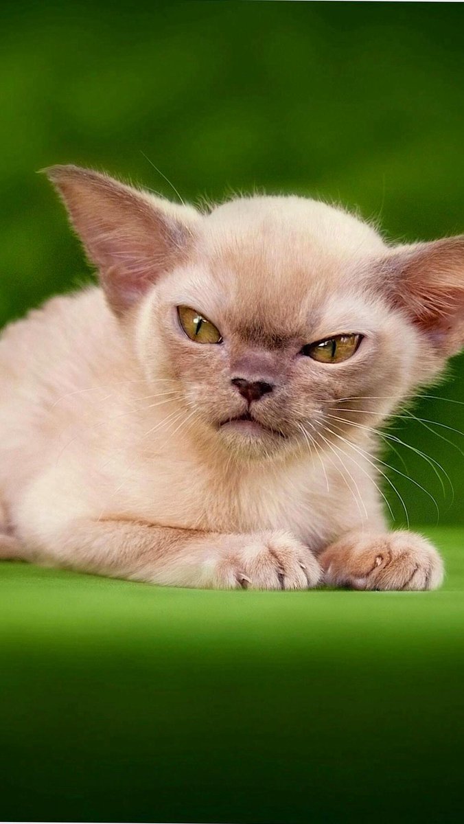 40Sorensen's tweet photo. Awww he's so grumpy😂 http://t.co/hphfIuT3RG