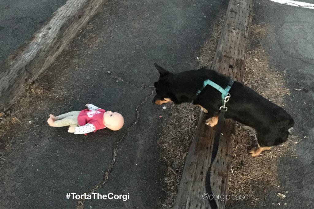 CorgiPlease's tweet image. &quot;what the hell is that?!&quot; #😱 #CreepyMonday #Monday #Doll #creepy #brave #corgi #scared #FeelingScared #CorgiArmy