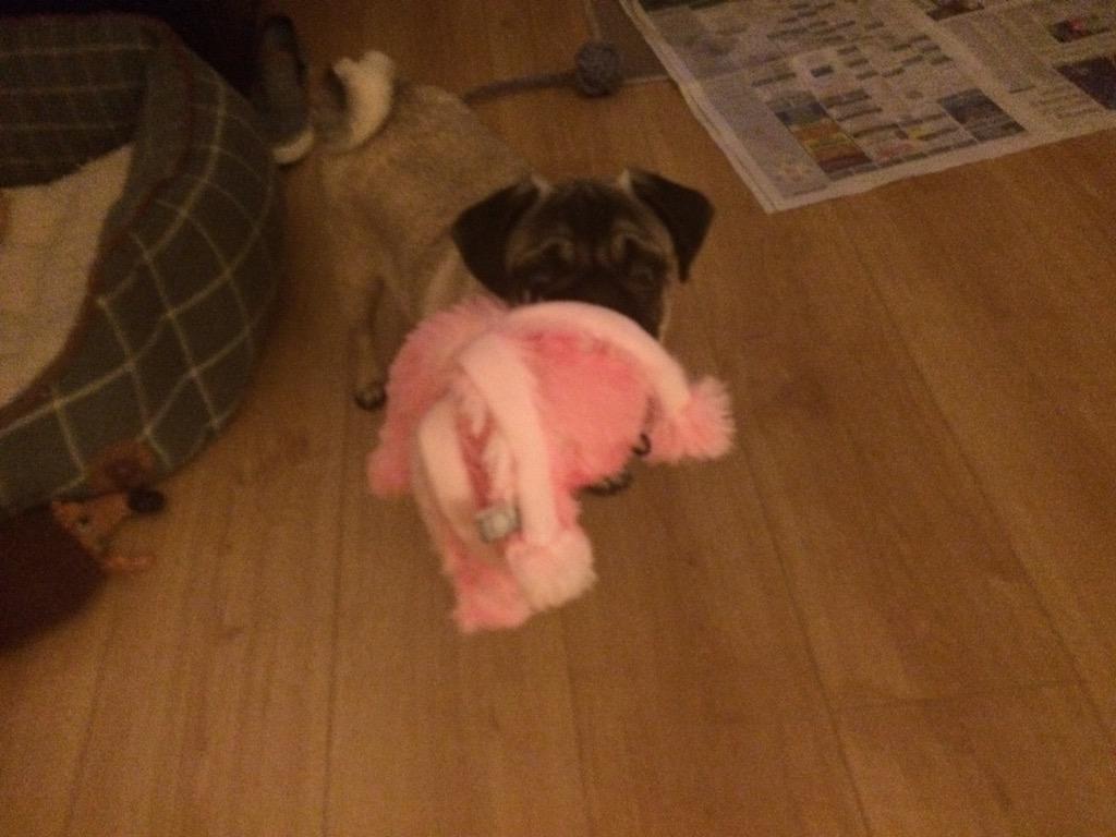 RalphiePug's tweet photo. @rubyandduke @sarahdelaney89 woooof! Yep! Love my new octopus! #dukebox #pug http://t.co/ERY2HRNVfk