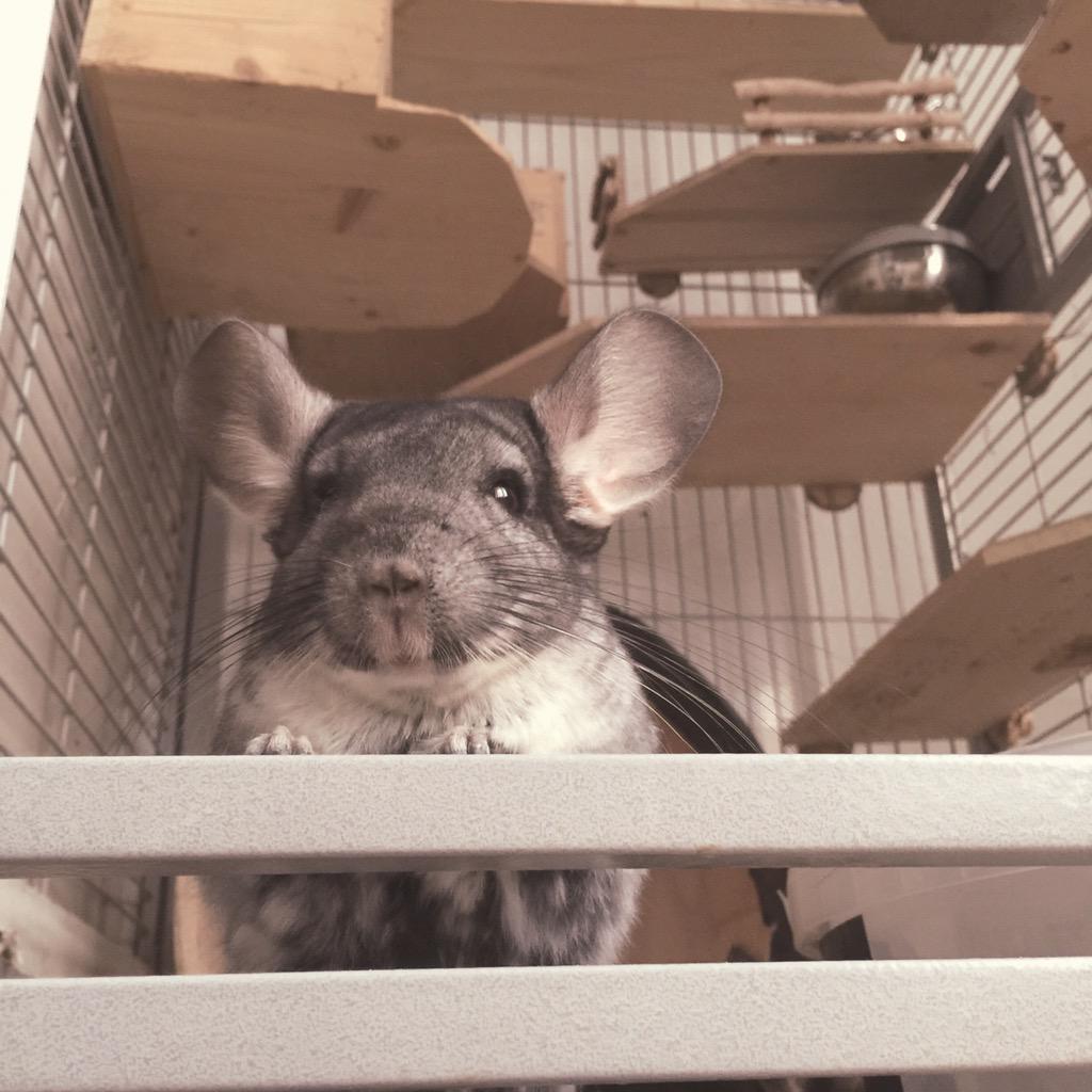 ReadyFurAction's tweet photo. Hi there, welcome to my crib. #chinchilla #home http://t.co/Bs7u4RGab4