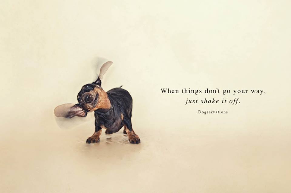 salt_peppermint's tweet photo. Too Cute!! #ShakeItOff #Dogservations #LoveThis http://t.co/hUrpE5DCbK
