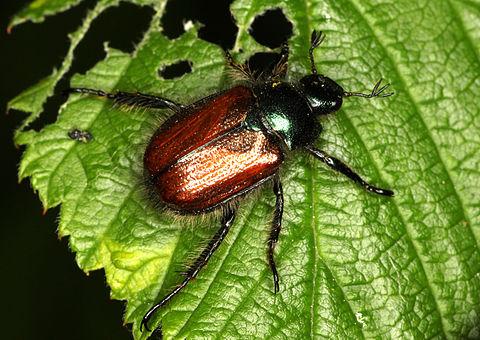 wiki_ru's tweet image. #Хрущик #садовый - вид пластинчатоусых жуков из подсемейства хлебных жуков и хрущиков. Опи→ Ru.wikipedia.org/?curid=4573847