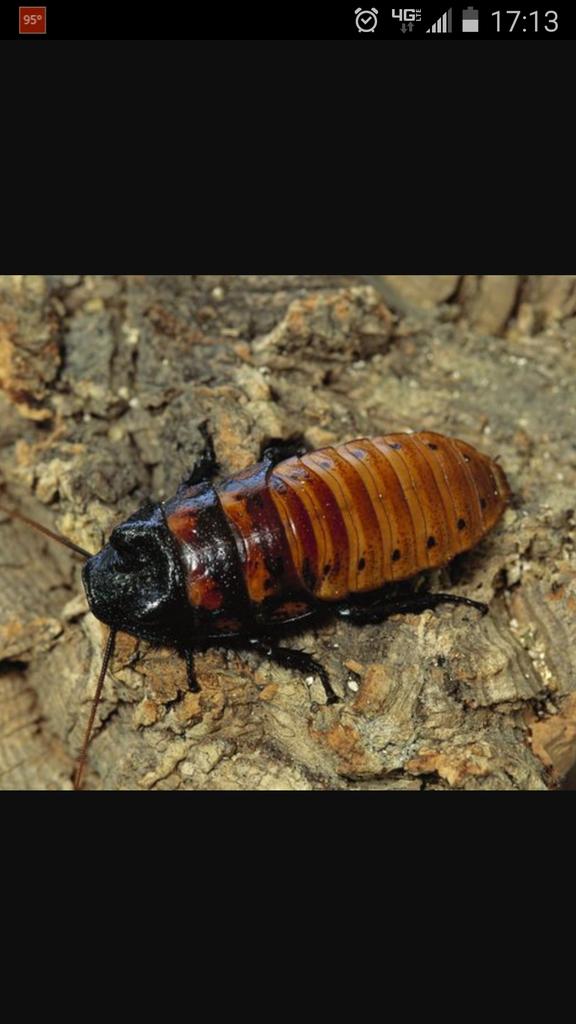 AlemanKiley's tweet photo. Choice chambers and hissing cockroaches in the Biology lab at Memorial. #success http://t.co/XYQL5WiWlI