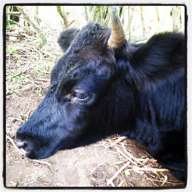 sproutbydesign's tweet image. Meet brownie, the superfriendly #dextercow I had the honor to meet and hang out with. #dext… buff.ly/1NwQHll