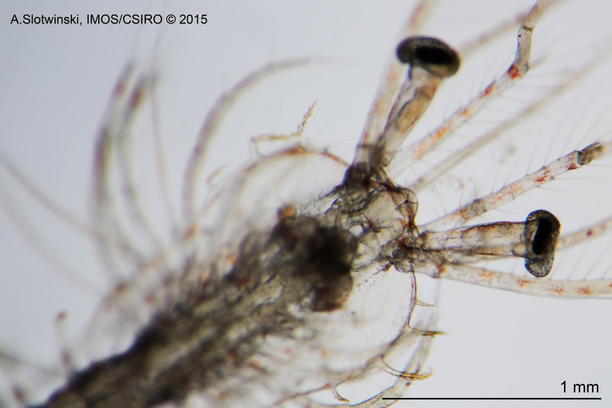 #Decapod larvae from #NorthStradbrokeIsland waters, Aug 2015