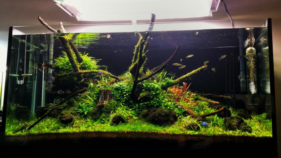 FaaoAquascaping's tweet image. Massive trimming! 
Update of my 350L planted tank.

#FAAO #Planted #Aquarium #Aquatic #Aquascaping