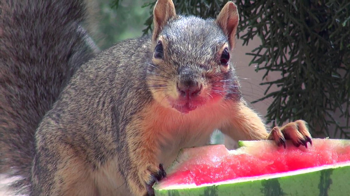 isu_squirrels's tweet photo. @IdahoStateU Hey I'm trying to win $75. Can I have another? http://t.co/QNqnH8GVQ3