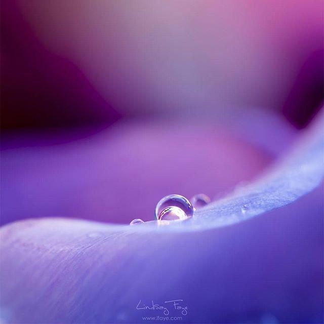 LFayePhoto's tweet photo. #macro #water #drop #droplet #photography #canon #canon_photos #canonphotography #purplr #… http://t.co/mAOnhWPmg6 http://t.co/QVXtVCze22