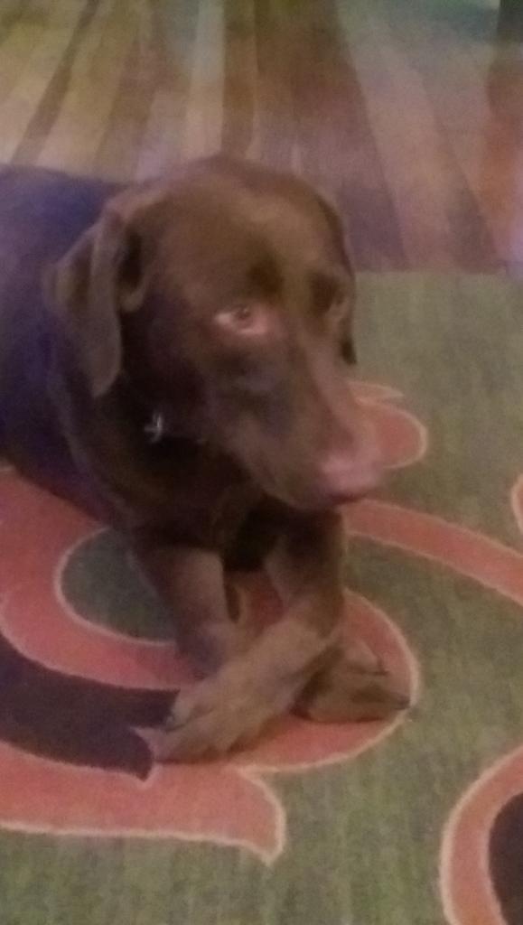 ibed77's tweet photo. It's okay, my poor dog didn't want to eat dinner or pee anyway, #mbta #redline #commuterhell #labrador http://t.co/NyGLQAgNHf