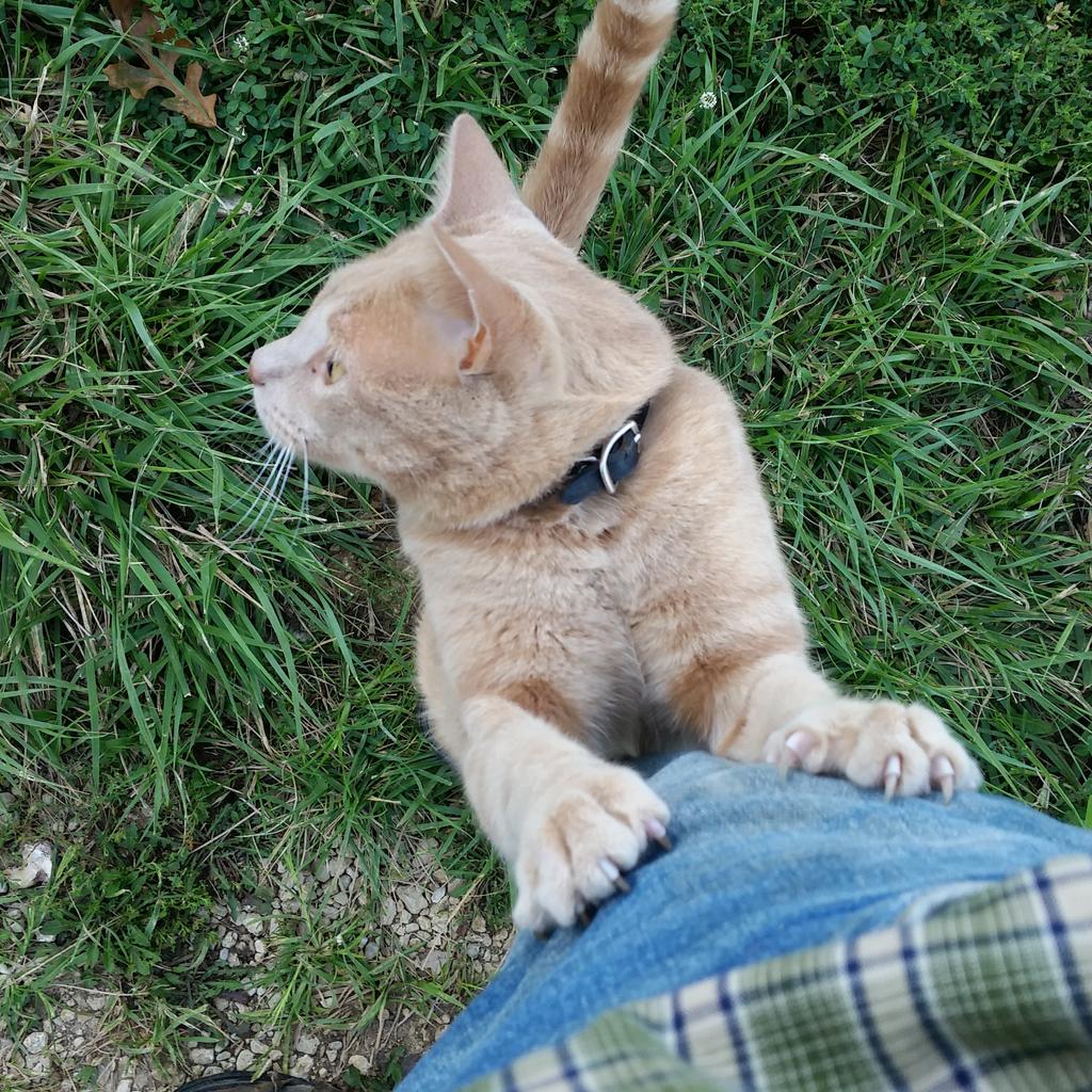 SandiaPMeats's tweet photo. Somebody wants attention. http://t.co/eLVPvmawx4