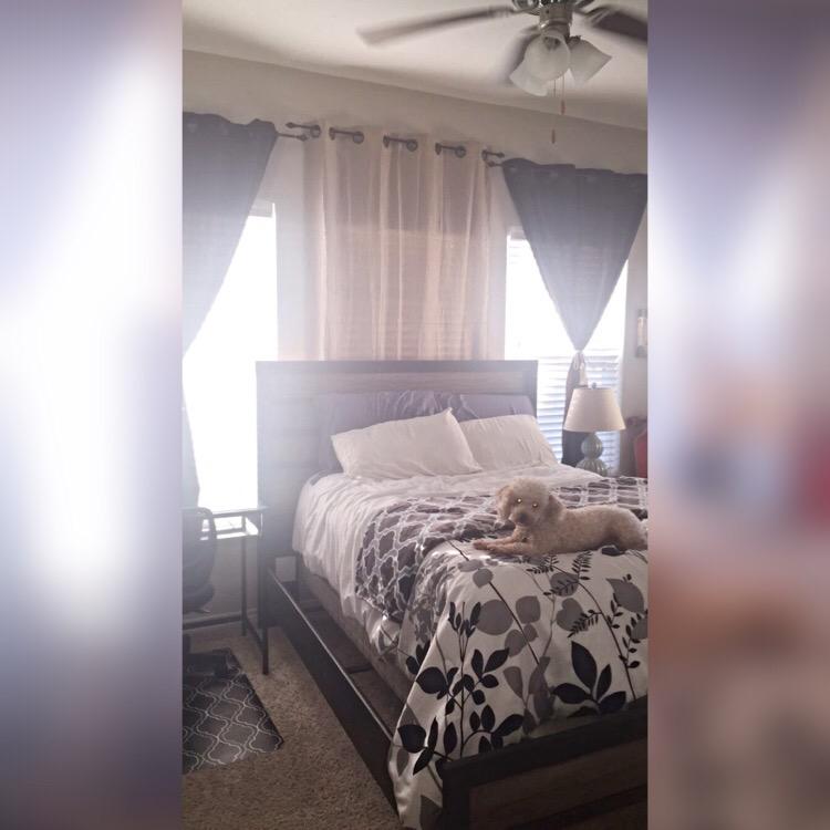 thatcurlyhair's tweet photo. #AHMovein2015 @AspenCorpus feat. Max 🐶❤️ http://t.co/JgQYaXr5vK