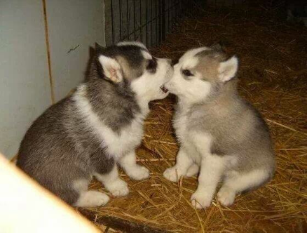 Cutest Animals tweet media
