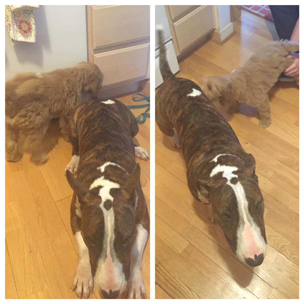 MrTallsDog's tweet photo. http://t.co/fJMLNsGoJs.This??? #PuppyPunk http://t.co/qWZ0z292Hd