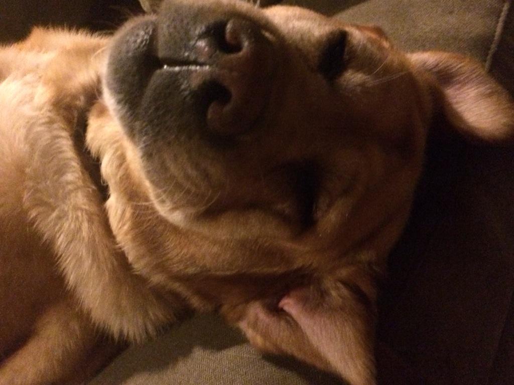 BroTeamWA's tweet photo. The cuteness Brote-Vote beam is almost complete http://t.co/IawZdPGIyT