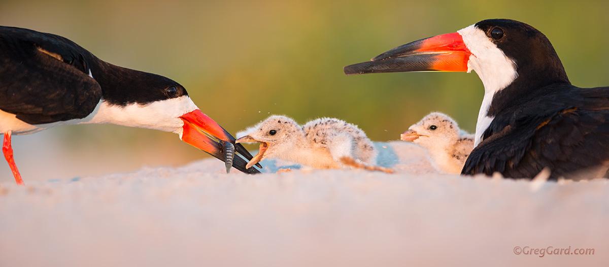 newtobirding's tweet photo. Black Skimmer family: http://t.co/9mm8js65Nh #NY #wildlife @USFWS @NWF http://t.co/Vs3nq9Lc4W