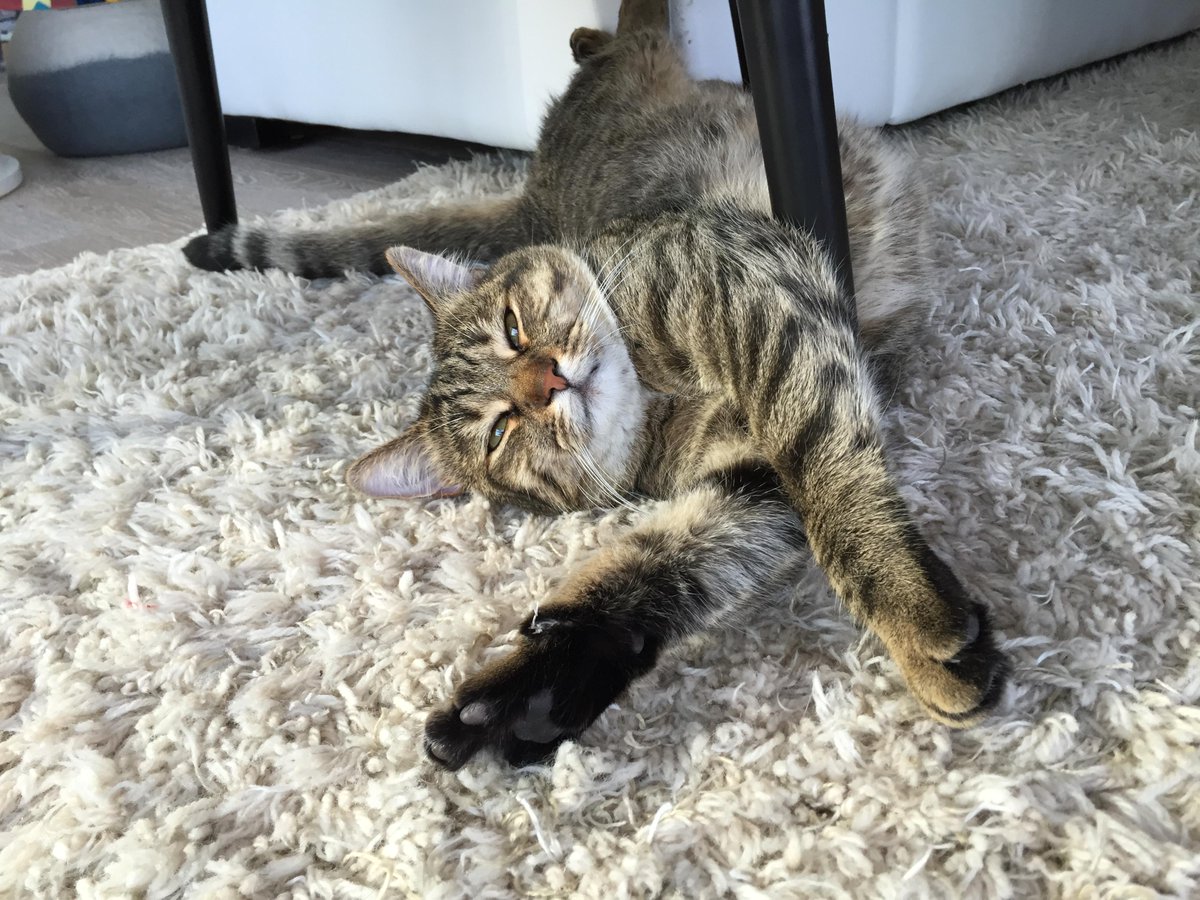 Raheem Kitty tweet media