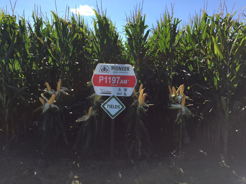AndrewLauver's tweet image. Beautiful day to be walking #plant15 plots assessing #harvest15 potential! @PioneerAgron_IA @DuPontPioneer #excited