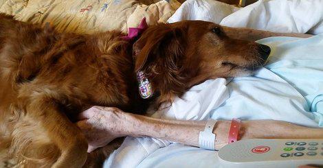 HuffPost's tweet photo. Hospice dog comforts dying woman in moving video http://t.co/dPqaYoqcit http://t.co/jEWraNMKBc