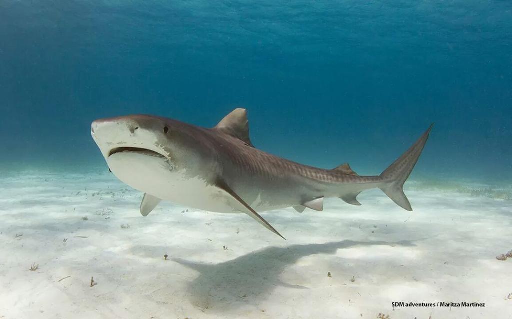 Shark_Toothday's tweet photo. It's #toothday again. Who can tell me something about this species of #shark? #itsasharkthing http://t.co/fp5bkQq4Fd