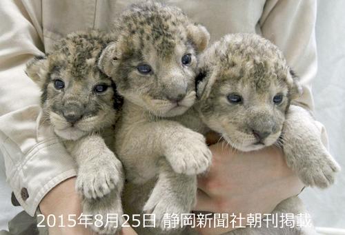 shizushin_news's tweet photo. かわいい～♪（む）
三つ子の赤ちゃんライオン展示　富士サファリパーク
http://t.co/xoDp4d4Z07 #静岡新聞 http://t.co/Osxot5giR6
