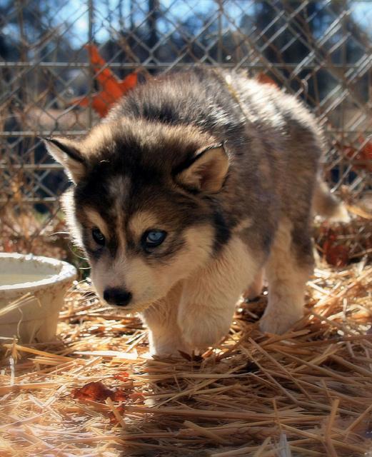 Cutest Animals tweet media