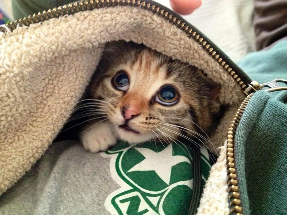 ❤ Baby Animals ❤ tweet media