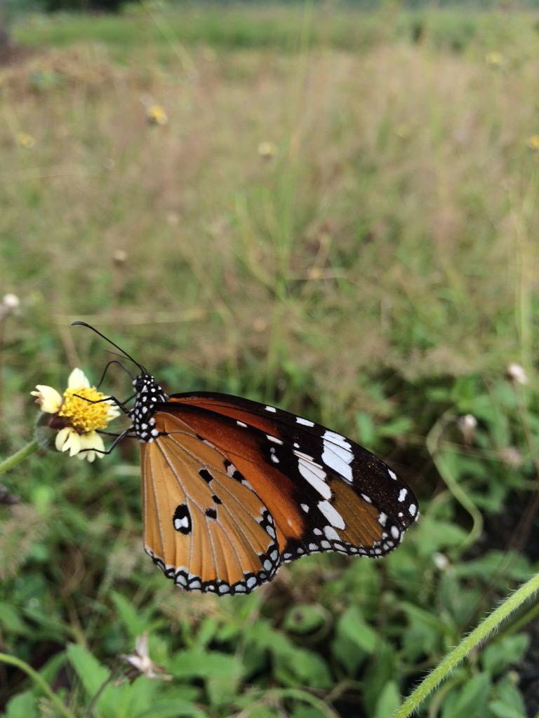 dkrishnu's tweet image. 