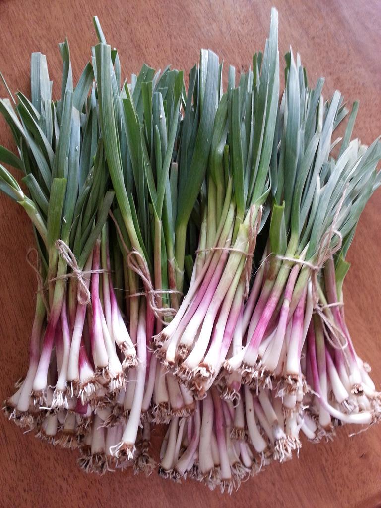 DromaiusGarlic's tweet photo. #greengarlic first harvest. More available in #Bendigo mid-september @FoodFossickers http://t.co/0rB6hMO3zd